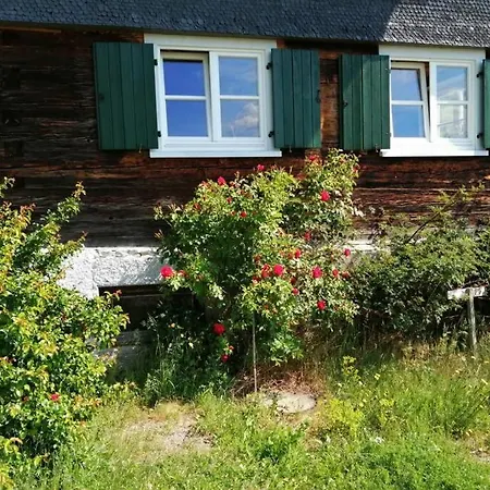 Allgaeu Rose Im Og